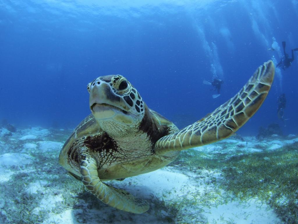 Oceanica Resort Panglao, Bohol Exteriör bild Green sea turtle